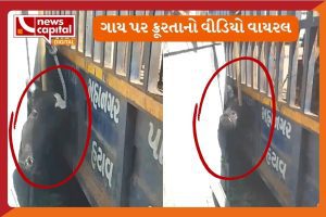 rajkot municipal corporation cow cruel video viral