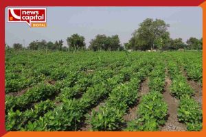 gujarat farmer Online registration mandatory to sell Crop know all details